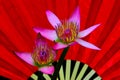 Beautiful pink asian water lilies against red handmade bamboo fan background