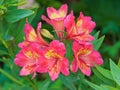 Beautiful pink asiatic lilies blooming in Spain