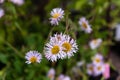 Pink fleabane flowers close up blur background