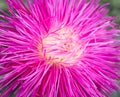 Beautiful pink aster background close up. Beautiful summer flowers in flowerbed. Bright flower Background. Blooming magenta aster