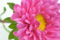 Beautiful Pink Aster Flower Close-Up