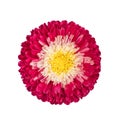 Beautiful pink Aster flower isolated on white background. Callistephus chinensis with bright pink petals and yellow middle. Aster