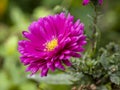 Beautiful pink aster flower, Aster novi-belgii Carnival Royalty Free Stock Photo