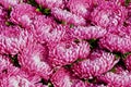 Beautiful pink aster flowers background. Top view Royalty Free Stock Photo