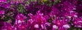 Beautiful  pink azalea field banner. Royalty Free Stock Photo