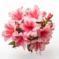 Beautiful Pink Azalea Flowers In Baroque-inspired Still Life