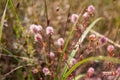 Beautiful, pink, background, flower, burdock, nature, fluffy, green, summer, white, floral, wild, blossom, sunlight, purple, botan Royalty Free Stock Photo