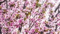 Beautiful pink background from tree flowers in blom