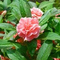 Beautiful pink Balsam flower in the garden