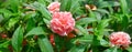 Beautiful pink Balsam flower in the garden