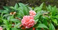 Beautiful pink Balsam flower in the garden