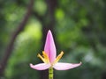 Beautiful pink banana blossom. Royalty Free Stock Photo