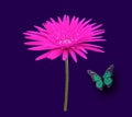 Beautiful pink barberton daisy - gerbera jamesonii flower full bloom isolated on violet for background or stock photo, garden Royalty Free Stock Photo