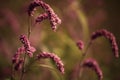 Beautiful pink barley flower wallpaper background Royalty Free Stock Photo