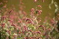 Beautiful pink barley flower wallpaper background Royalty Free Stock Photo