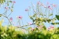 Beautiful pink Bauhinia flowers,Hong kong orchid tree over bright blue sky background Royalty Free Stock Photo