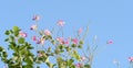 Beautiful pink Bauhinia flowers,Hong kong orchid tree over bright blue sky background Royalty Free Stock Photo