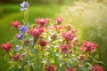 Beautiful pink beebalm plant blossoming in the garden on sunny summer day. Monarda didyma red flowers Royalty Free Stock Photo