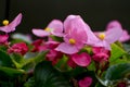 Pink Begonia Flowers with Yellow Center