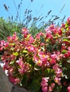 Beautiful pink begonias