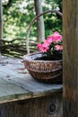 Pink begonias in a wicker basket on wooden table outdoors- rural garden decoration Royalty Free Stock Photo