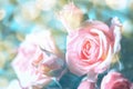 Beautiful pink and beige roses blossom background. Faded colors. Shallow depth soft focus. Toned pastel image. Greeting card