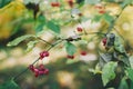 Beautiful pink berries on branch in autumn woods. Spindle. Euonymus europaeus. Poison ripe berries with green leaves on bush in Royalty Free Stock Photo