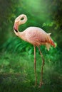 Beautiful pink big bird Flamingo