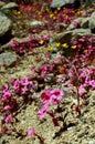 Bigelow`s monkeyflowers, Anza Borrego desert state park,