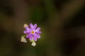 Beautiful pink birds eye primrose flower on a natural background in forest after the rain. Royalty Free Stock Photo