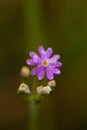 Beautiful pink birds eye primrose flower on a natural background in forest after the rain. Royalty Free Stock Photo