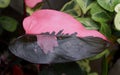 Beautiful pink and black leaf of Philodendron Pink Princess tropical plant Royalty Free Stock Photo