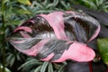 Beautiful pink and black leaf of Philodendron Pink Princess, a popular houseplant