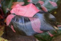 Beautiful pink and black leaf of Philodendron tropical plant Royalty Free Stock Photo