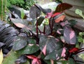 Beautiful pink and black variegated eaves of Philodendron Pink Princess, a popular houseplant Royalty Free Stock Photo