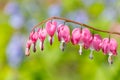 Beautiful Pink Bleeding Heart Flowers Royalty Free Stock Photo