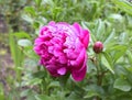 Beautiful pink bloomed peony in the garden