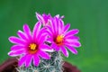 Beautiful pink blooming cactus flower with green blur background Royalty Free Stock Photo