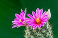 Beautiful pink blooming cactus flower with green blur background Royalty Free Stock Photo