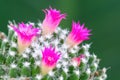 Beautiful pink blooming cactus flower with green blur background Royalty Free Stock Photo