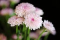 Beautiful Pink Blooming Chrysanthemum