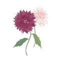 Beautiful pink blooming Dahlia flowers and leaves hand drawn on white background. Detailed botanical drawing of Royalty Free Stock Photo