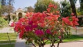 Beautiful pink blooming flowers of a bush in the Garden of Dreams in Kathmandu, the capital of Nepal. Focus on flowers.