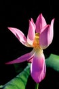 Beautiful pink blooming lotus flower isolated on black background vertical sunlight close up