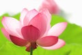 Beautiful pink blooming lotus,flower and natural background Royalty Free Stock Photo