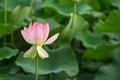 Beautiful pink blooming lotus,flower and natural background Royalty Free Stock Photo