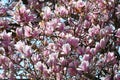 Beautiful pink blooming magnolia tree. Close up of magnolia blossoms in the spring season Royalty Free Stock Photo