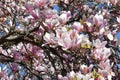 Beautiful pink blooming magnolia tree. Close up of magnolia blossoms in the spring season Royalty Free Stock Photo