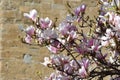 Beautiful pink blooming magnolia tree. Close up of magnolia blossoms in the spring season Royalty Free Stock Photo