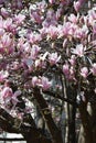 Beautiful pink blooming magnolia tree. Close up of magnolia blossoms in the spring season Royalty Free Stock Photo